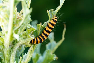 caterpillar on a leaf