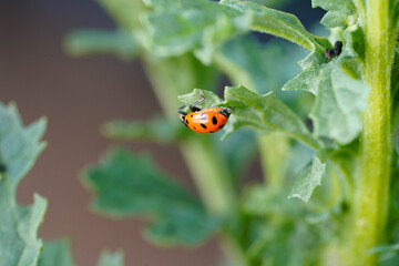 ladybug on a leaf