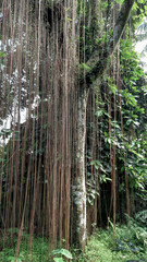 pine tree forest