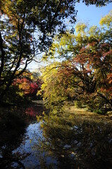 晩秋の頃