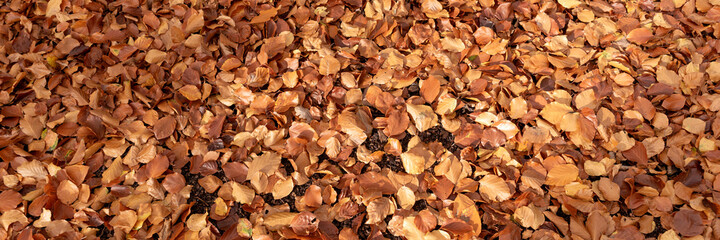 Leaves of deciduous trees on the forest floor. Autumnal panoramic background