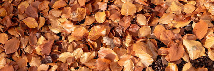 Leaves of deciduous trees on the forest floor. Autumnal panoramic background
