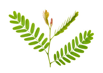 Top of green and yellow tamarind leaves on white background