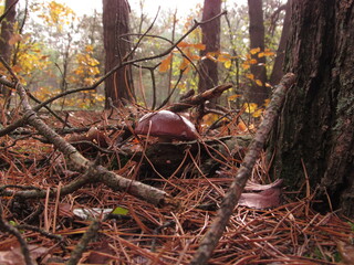 autumn in the forest