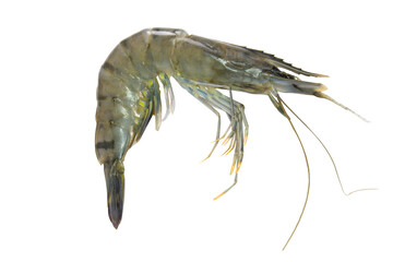 Fresh shrimp close up shot ,Raw prawn isolated on white background