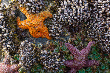 starfish on the beach