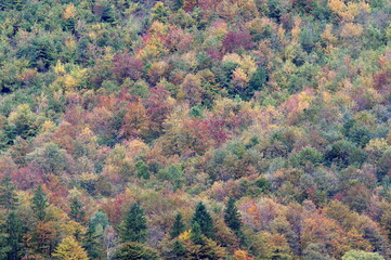 Fototapeta premium colorfull trees in autumn - Königssee , Germany