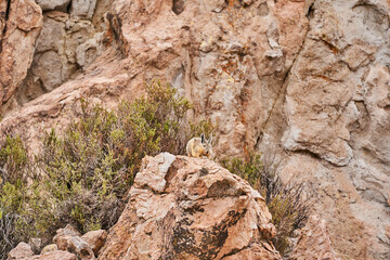 southern viscacha, Lagidium , looks like a crossing of hare and Chinchilla and lives in the higher altitudes of the Andes, alti plano in Chile, Argentina and Bolivia