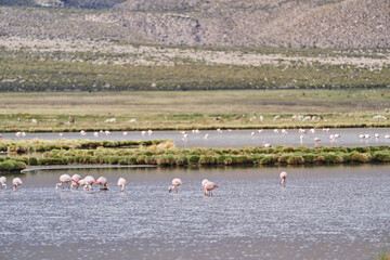 flock of pink chilean flamingos, phoenicopterus chilensis, wading through a lake at high altitude in the andes mountains of chile, south america