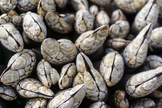 clams