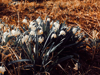 Small white flowers spring in the garden