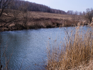 the bank of a small river in spring