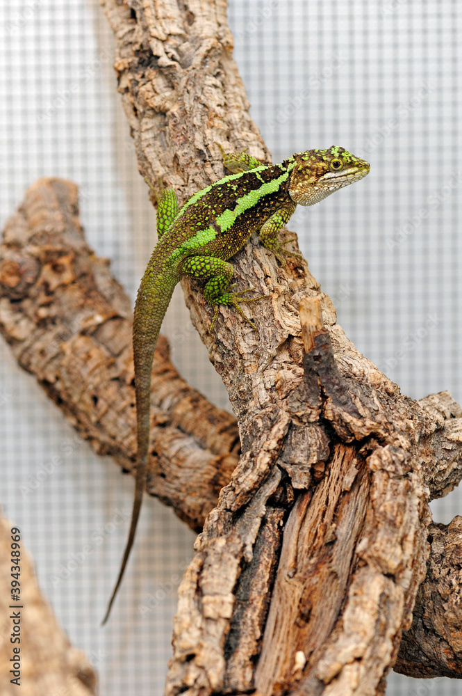 Sticker Chinesische Bergagame im Terrarium (Diploderma splendidum, Japalura splendida) - Japalura tree dragon in a terrarium