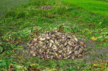 Harvesting fodder beets in rural areas for feeding livestock during the stall period. Fodder beets lying in heaps