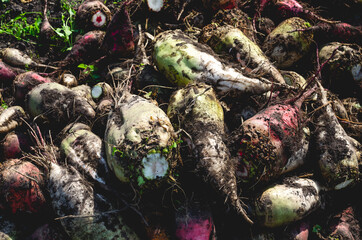 Close-up of fodder beets lying in a heap. Freshly harvested fodder beets by farmers