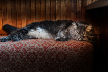 Fototapeta na wymiar cat sleeping on a bed