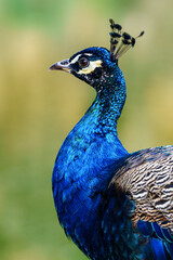 Obraz premium Close up of Blue Peacok head (Pavo cristatus)