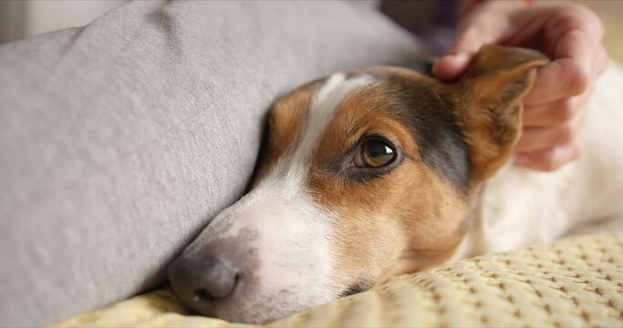 Girl gently strokes her jack russell dog and he likes it very much