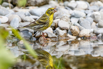 Girlitz (Serinus serinus) Männchen