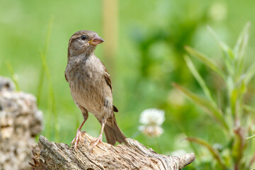 Haussperling (Passer domesticus) Weibchen