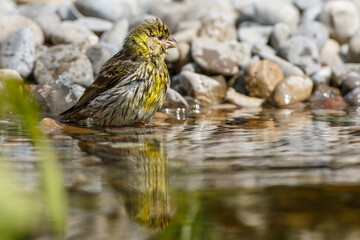 Girlitz (Serinus serinus) Weibchen