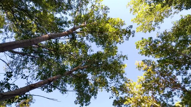 Spinning over the treetops