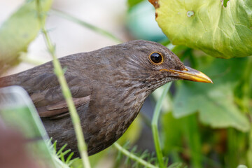 Amsel (Turdus merula) Weibchen