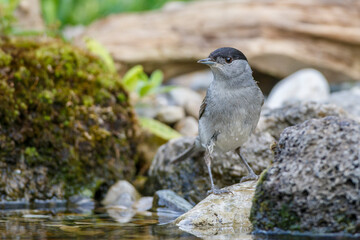 Mönchsgrasmücke (Sylvia atricapilla) Männchen