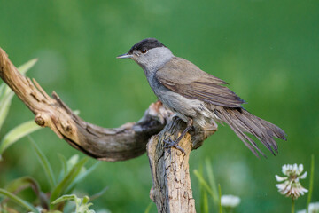 Mönchsgrasmücke (Sylvia atricapilla) Männchen