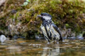 Kohlmeise (parus major)
