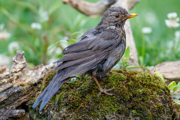 Amsel (Turdus merula) Weibchen