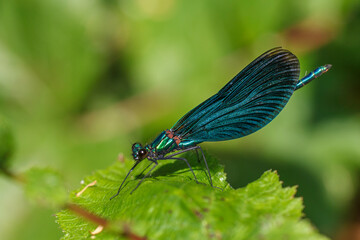 Blauflügel-Prachtlibelle (Calopteryx virgo) Männchen