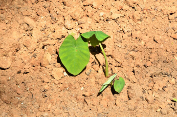 Beautiful Small Plant In Himachal Pradesh India