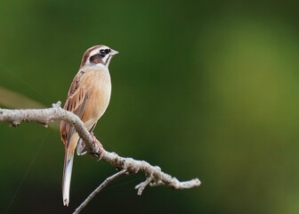 公園の枝に留まったホオジロ