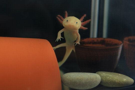 Axolotl - freshwater reptile in aquarium.