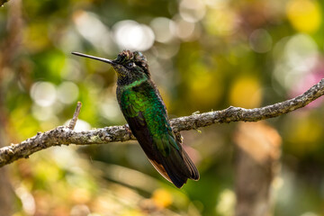 Fototapeta na wymiar Emerald green hummingbird resting on a branch in a garden in Costa Rica