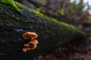 Several orange mushrooms growing on a tree in the forest. Selective focus .