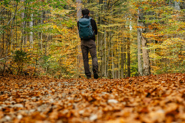 Obraz premium Lonely man walking in a forest path.Autumn season.Solo outdoor sport. Social distance. Active backpacker hiking in colorful nature. Warm sunny day in the fall. Bright yellow and orange fall colors
