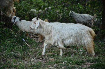 White Goat In the Forest Of H.P India