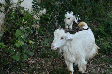 White Goat In the Forest Of H.P India