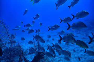 school of fish underwater photo, Gulf of Mexico, Cancun, bio fishing resources