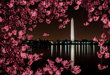 Washington DC, USA at the tidal basin with Washington Monument in spring season.