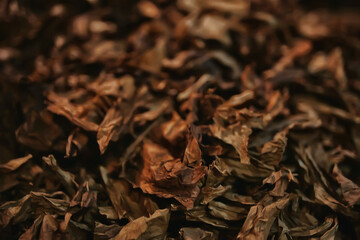 background texture tobacco leaves dry, yellow leaves for smoking, production of cigars, tobacco factory
