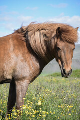 The beautiful Icelandic horse