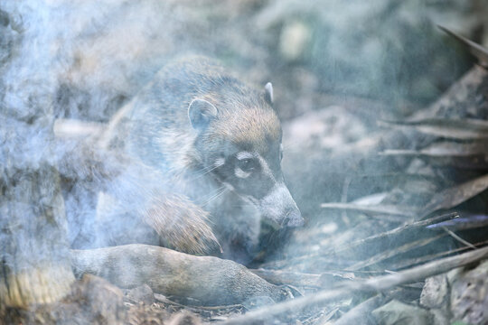 raccoon in a forest fire animal in smoke saving nature