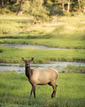 female elk in the field