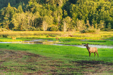 female elk in the field