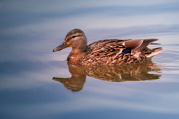 ....Enten auf dem Teich...