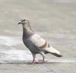 The Pigeon standing on the road