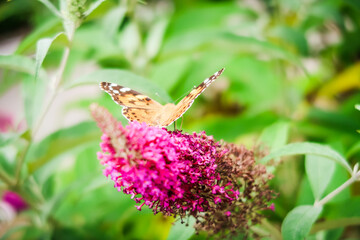 lovely butterfly on purple flower pollinating flower wildlife